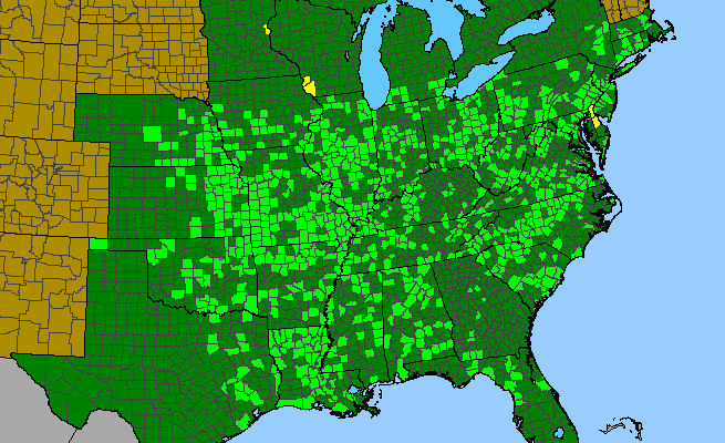 The range of Desmodium canescens